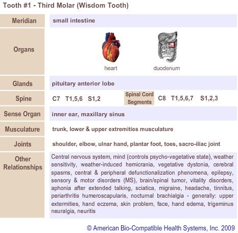 Tooth #1 - Third Molar (Wisdom Tooth) | Meridian Tooth Chart | Holistic Dentist in San Antonio