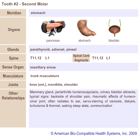 Tooth #2 - Second Molar | Meridian Tooth Chart | Holistic Dentist in San Antonio