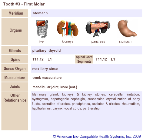 Tooth #3 - First Molar | Meridian Tooth Chart | Holistic Dentist in San Antonio