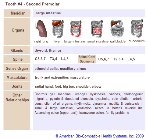 Tooth #4 - Second Premolar | Meridian Tooth Chart | Holistic Dentist in San Antonio