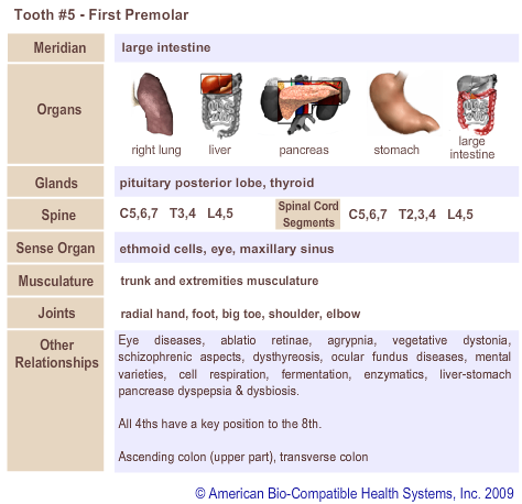 Tooth #5 - First Premolar | Meridian Tooth Chart | Holistic Dentist in San Antonio