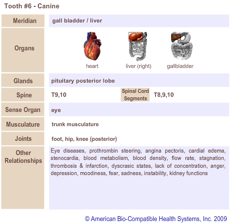 Tooth #6 - Canine | Meridian Tooth Chart | Holistic Dentist in San Antonio