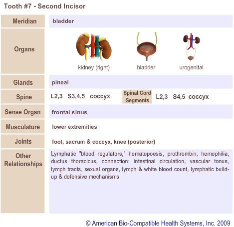 Tooth #7 - Second Incisor | Meridian Tooth Chart | Holistic Dentist in San Antonio