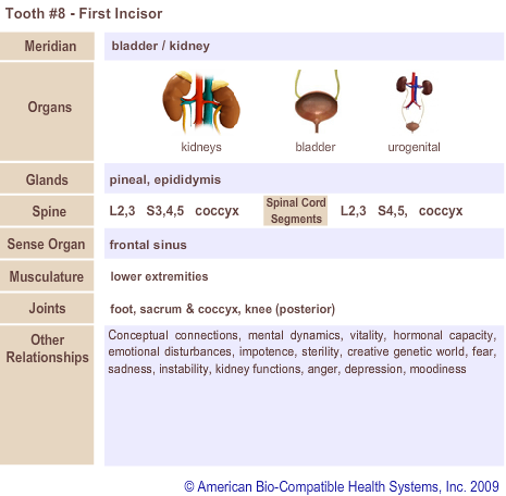 Tooth #8 - First Incisor | Meridian Tooth Chart | Holistic Dentist in San Antonio