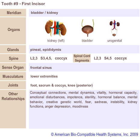Tooth #9  - First Incisor | Meridian Tooth Chart | Holistic Dentist in San Antonio