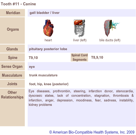 Tooth #11 - Canine | Meridian Tooth Chart | Holistic Dentist in San Antonio