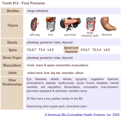 Tooth #12 - First Premolar | Meridian Tooth Chart | Holistic Dentist in San Antonio