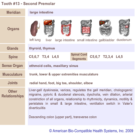 Tooth #13 - Second Premolar | Meridian Tooth Chart | Holistic Dentist in San Antonio
