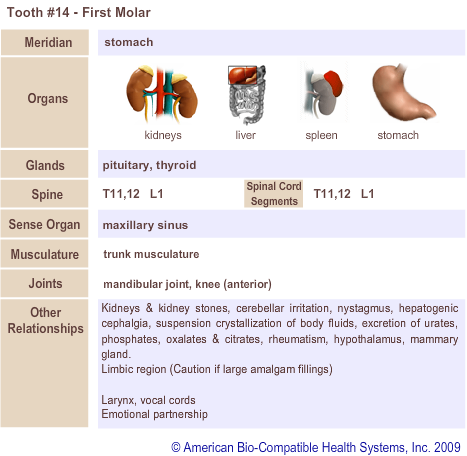Tooth #14 - First Molar | Meridian Tooth Chart | Holistic Dentist in San Antonio