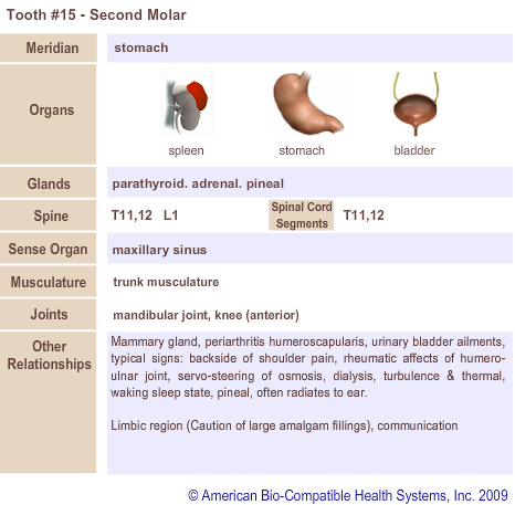 Tooth #15 - Second Molar | Meridian Tooth Chart | Holistic Dentist in San Antonio