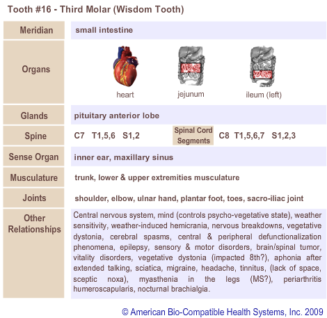 Tooth #16 - Third Molar (Wisdom Tooth) | Meridian Tooth Chart | Holistic Dentist in San Antonio