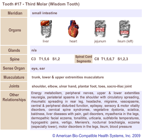 Tooth #17 - Third Molar (Wisdom Tooth) | Meridian Tooth Chart | Holistic Dentist in San Antonio