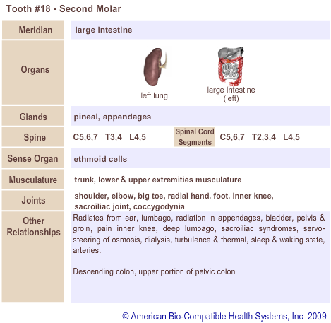 Tooth #18 - Second Molar | Meridian Tooth Chart | Holistic Dentist in San Antonio