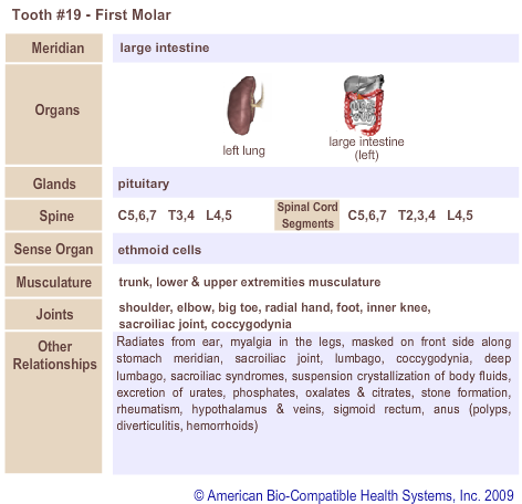 Tooth #19 - First Molar | Meridian Tooth Chart | Holistic Dentist in San Antonio