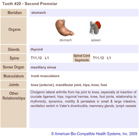 Tooth #20 - Second Premolar | Meridian Tooth Chart | Holistic Dentist in San Antonio