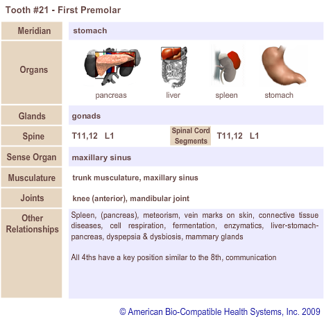 Tooth #21 - First Premolar | Meridian Tooth Chart | Holistic Dentist in San Antonio