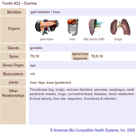 Tooth #22 - Canine | Meridian Tooth Chart | Holistic Dentist in San Antonio