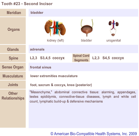 Tooth #23 - Second Incisor | Meridian Tooth Chart | Holistic Dentist in San Antonio