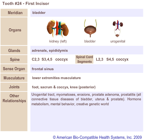 Tooth #24 - First Incisor | Meridian Tooth Chart | Holistic Dentist in San Antonio