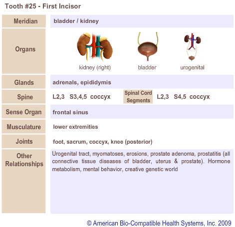 Tooth #25 - First Incisor | Meridian Tooth Chart | Holistic Dentist in San Antonio