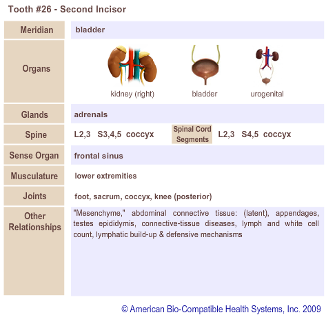 Tooth #26 - Second Incisor | Meridian Tooth Chart | Holistic Dentist in San Antonio