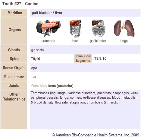 Tooth #27 - Canine | Meridian Tooth Chart | Holistic Dentist in San Antonio
