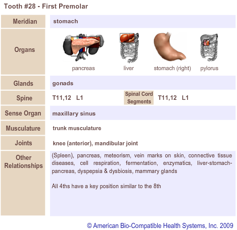 Tooth #28 - First Premolar | Meridian Tooth Chart | Holistic Dentist in San Antonio
