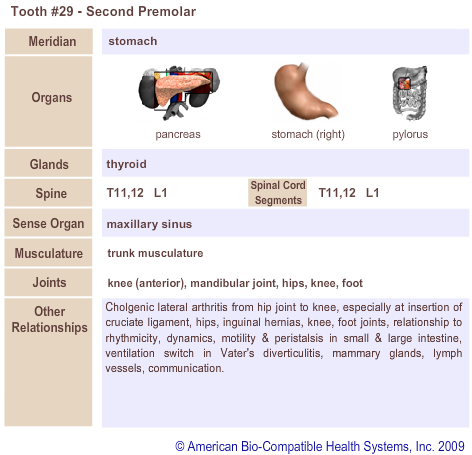 Tooth #29 - Second Premolar | Meridian Tooth Chart | Holistic Dentist in San Antonio
