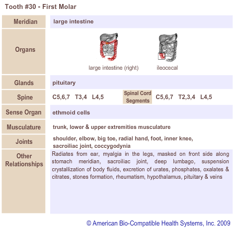 Tooth #30 - First Molar | Meridian Tooth Chart | Holistic Dentist in San Antonio