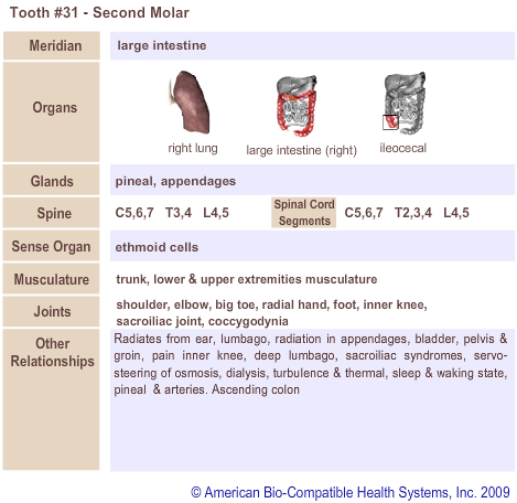 Tooth #31 - Second Molar | Meridian Tooth Chart | Holistic Dentist in San Antonio