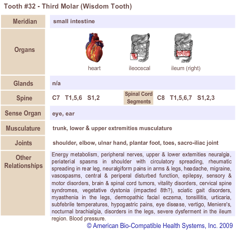 Tooth #32 - Third Molar (Wisdom Tooth) | Meridian Tooth Chart | Holistic Dentist in San Antonio